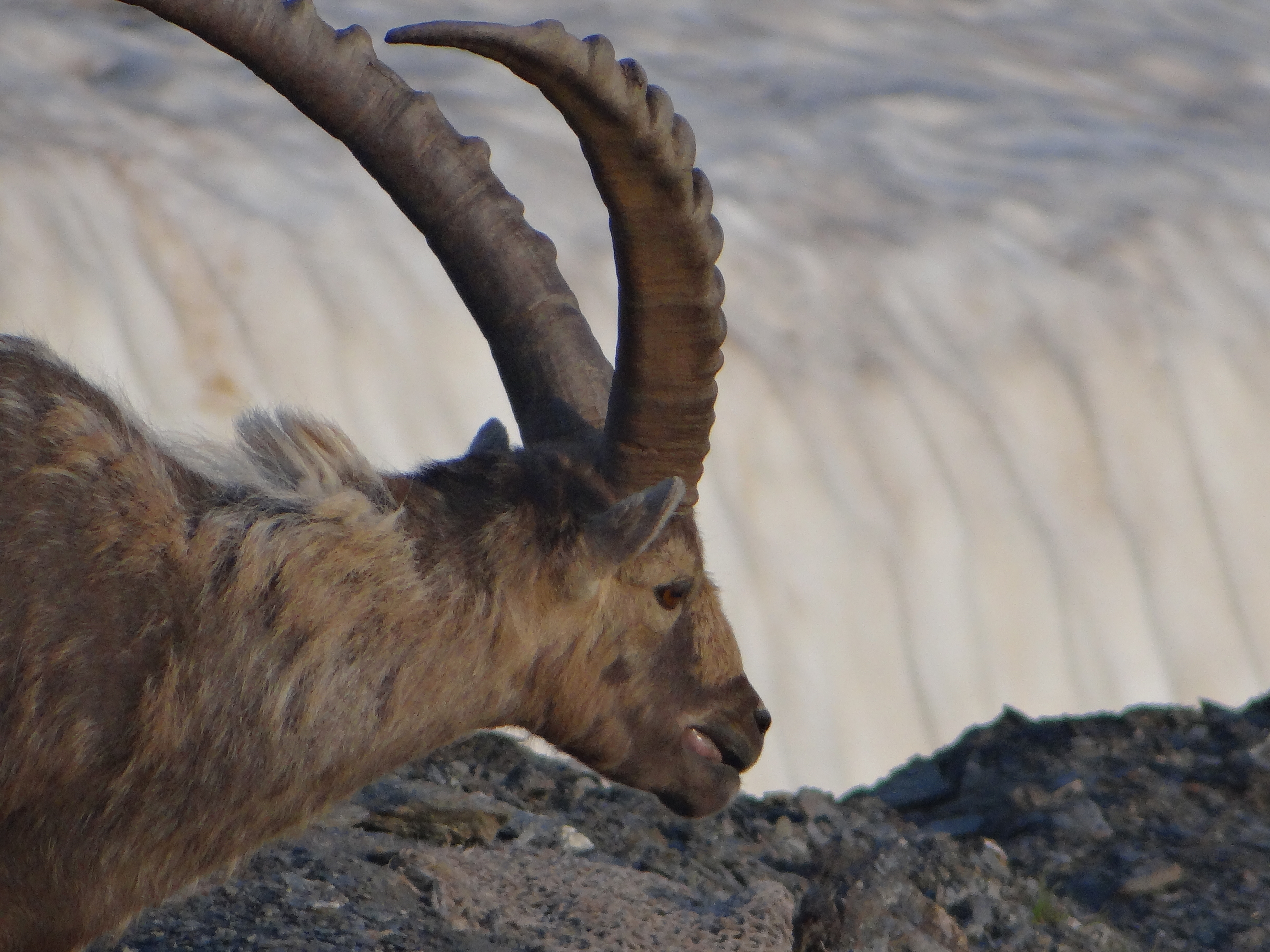 La rencontre avec les Bouquetins !